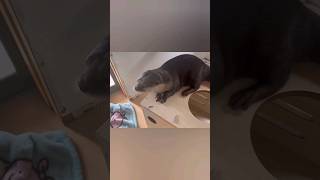 Otter eats his favourite fish😋😍🦦💕Cute Otter otternoise ytviral ytshorts ottervideos [upl. by Jamieson]