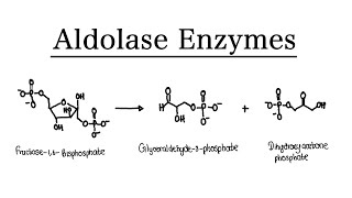 What are Aldolase Enzymes  MCAT Biochemistry  Foundational [upl. by Sirromal343]