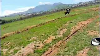 Traditional horse racingKokstad 17112024 [upl. by Rakso]