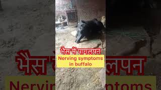 Nerving symptoms in buffalo l Meningitis l Surra l Trypanosomiasis l dr Umar khan [upl. by Jezrdna]