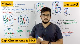 Mitosis  Stages of Mitosis  Cell cycle  Lecture 3 [upl. by Kroo]