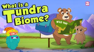 TUNDRA BIOME  What Is A Tundra Biome  Tundra Region  The Dr Binocs Show  Peekaboo Kidz [upl. by Anitram]