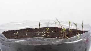 Germination TimeLapse  Phacelia and Tagetes patula [upl. by Fellner828]