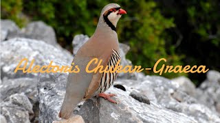 Κελάηδημα Πέρδικας  Calling Alectoris Chukar  Graeca [upl. by Eliezer]