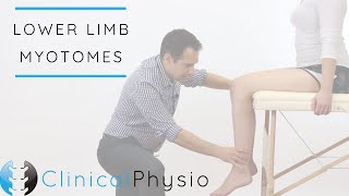 Lower Limb Myotomes  Clinical Physio [upl. by Mccurdy573]