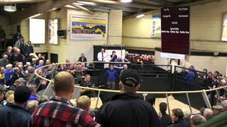 Mike Anderson  The Auctioneer Holstein Bulls selling at Ayr Cattle Market [upl. by Fairfield]