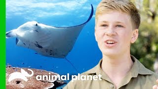 Robert Goes Deep Sea Diving With Manta Rays  Crikey Its The Irwins [upl. by Pena]