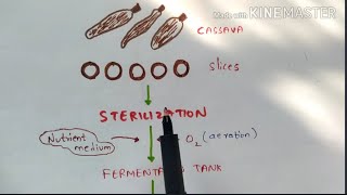 Production of Citric acid and Lactic acid by fermentation  Organic acids  Bio science [upl. by Hgielra]