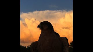 Falconry Captive bred VS Wild birds of prey falconry [upl. by Sakul]