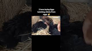 3 hens laying 🥰 eggs hatching chicks from eggs 🥵 Roster Aseel murga 🥰 [upl. by Kitchen146]