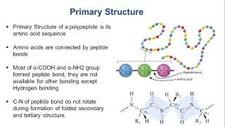 Structure of Protein  Primary Secondary Tertiary and Quaternary [upl. by Cornelle820]