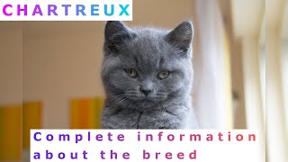 Chartreux Pros and Cons Price How to choose Facts Care History [upl. by Hancock158]