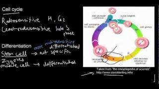 lecture 11 part 3 indirect effects of radiation factors influencing radiation sensitivity [upl. by Norrie]