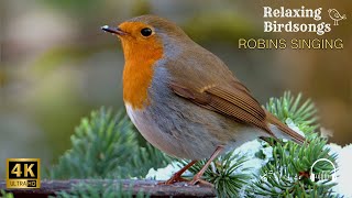 Relaxing Birdsongs  Robins singing 🧘‍♂️🌿🎶🐦 [upl. by Waylin767]