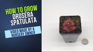 How To Grow And Propagate Drosera Spatulata Carnivorous Plant Grow Guide OLD [upl. by Ahtanamas429]