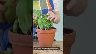 Potting Soil Smells Bad Ultimate Causes Of Bad Soil Odor And Assured Ways On How To Fix It 2023 [upl. by Lorens]