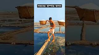 লবণের বাম্পার ফলন হয়েছে মাত্র পাঁচ টাকা কেজি 😲 [upl. by Fiden902]