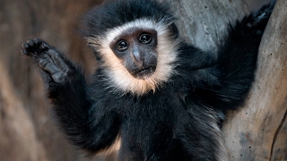 Brandon the Baby Colobus Monkey [upl. by Golub71]