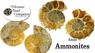 About Ammonites [upl. by Llyrat414]