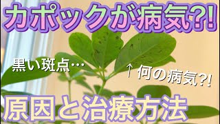 【観葉植物】カポックが病気？！謎の斑点や黒い新芽の原因と治療方法！ [upl. by Neersan]