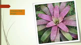 85 Beautiful Vriesea Bromeliads Varieties with Their Names [upl. by Thorne]