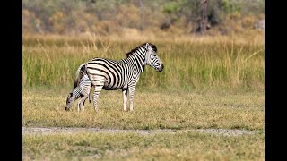 OVER 7 MILLION VIEWS Zebra birth amp Wild Dog interaction [upl. by Ttereve]