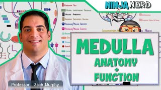 Neurology  Medulla Anatomy amp Function [upl. by Cheshire808]