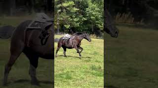 A Cowboys Last Wish Ride on His Favorite Horse at Bobbys Ranch [upl. by Main]