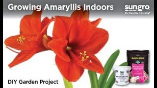 Amaryllis Growing How to Grow Amazing Amaryllis Indoors with Black Gold® [upl. by Idaline882]