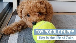 TOY POODLE PUPPY  Cute Toy Poodles  Mini Poodle Puppy  Day in the life of Zuko [upl. by Linkoski]