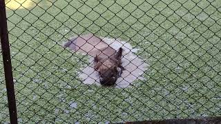 Assam One Horned Rhino Guwahati Zoo [upl. by Verada460]