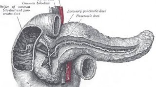 duodenum anatomy relation of duodenum anatomy parts of duodenum anatomy relation DrNY [upl. by Yenettirb]