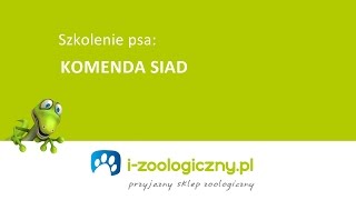 Jak nauczyć psa komendy quotsiadquot [upl. by Odelia]