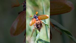 Common Cockchafer beetle bug [upl. by Uile]