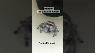 Pepper the jumping spider playing the piano [upl. by Enimrej]