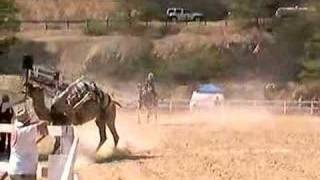 Virginia City Camel Races [upl. by Phina176]