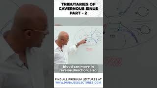 Tributaries Of Cavernous Sinus Part 02 drnajeeb drnajeeblectures shortvideo youtubeshorts [upl. by Bailie]