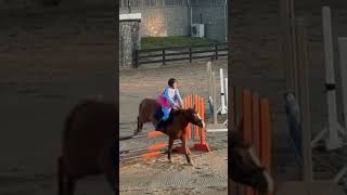 44 eckermann showjumping jumper eventer eventing [upl. by Parik]