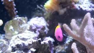 Bicolor Dottyback Care [upl. by Odnalref108]