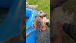 Un champion du saut en piscine  chien pets doglife [upl. by Secnarf]