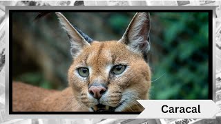 The Fascinating World of Caracals 🐱✨ [upl. by Htidirrem790]