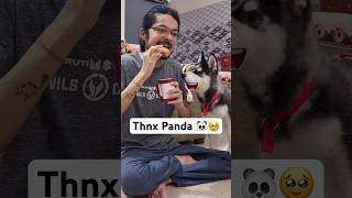 Dog Saved owner Life 🥹 shors dog taubatauba trendingsongs [upl. by Yenor]