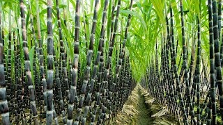 Agriculture Technology  SugarCane Cultivation  SugarCane Farming and Harvesting processing [upl. by Ecniv]