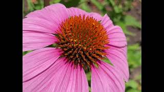 Bright Pink Daisy Flower with Orange Eye flowers [upl. by Goltz]