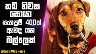 තම අයිතිකරු සොයා සැතපුම් 400ක්  A dogs way home movie sinhala review  Movie reviews in Sinhala [upl. by Salita950]