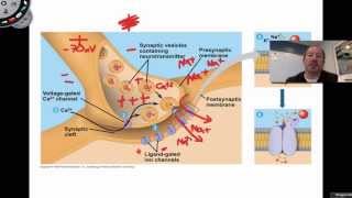 The Action Potential [upl. by Ybbob]