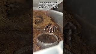 Brazilian Red amp White N Chromatus Too Shy To Groom on Camera tarantula shorts short spider [upl. by Adarbil]