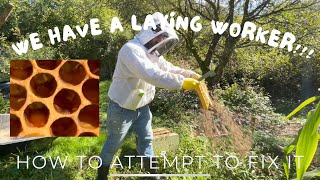 How to fix a laying worker colony of honey bees [upl. by Gayl]