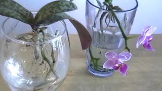 Phalaenopsis Week 1 Transfer Orchids to Water Culture [upl. by Hackney623]