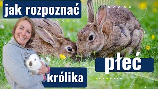 Jak rozpoznać płeć królika Poradnik jak rozpoznać płeć króliczków [upl. by Aneloaup]